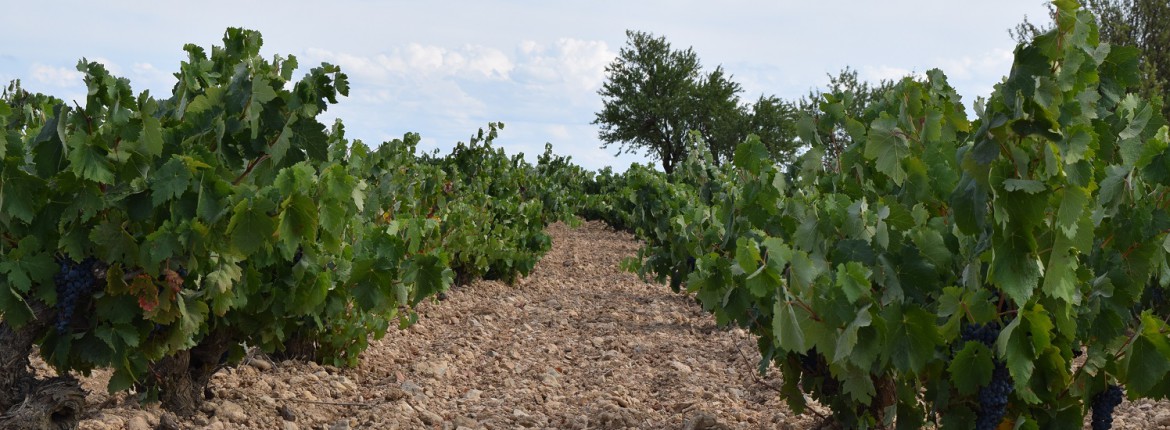 Impartirmos la Jornada «Marketing y Vino» en D.O. Cigales